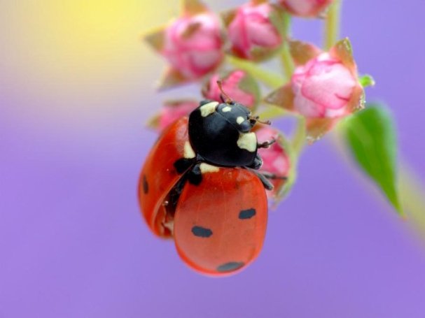 ladybugs-26 (607x455, 27Kb)
