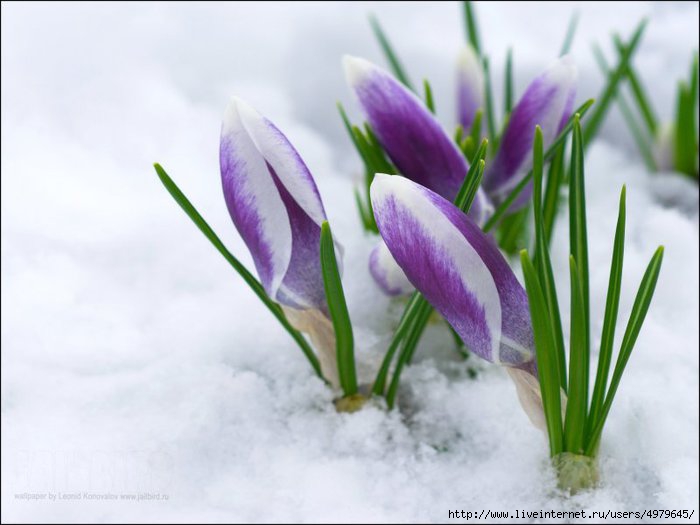 4979645_1354724919_flowersondesktop_com_000311 (700x525, 129Kb)