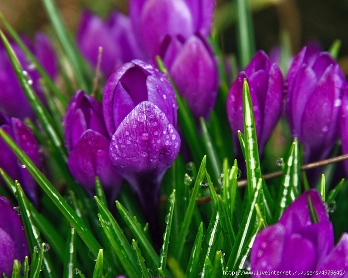 4979645_wallpapers_52635 (700x560, 293Kb)