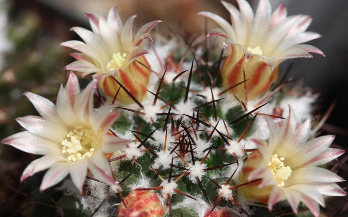 cactus-flowers-wallpapers_14184_1280x800 (700x437, 108Kb)