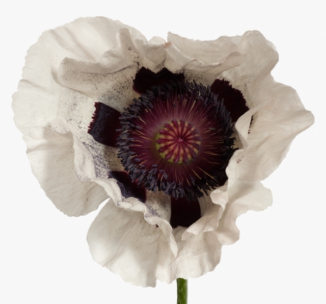 Пол Ланге цветы фото 1 (640x596, 207Kb)