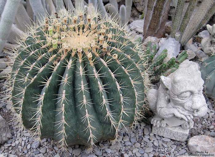 kaktus (700x511, 88Kb)