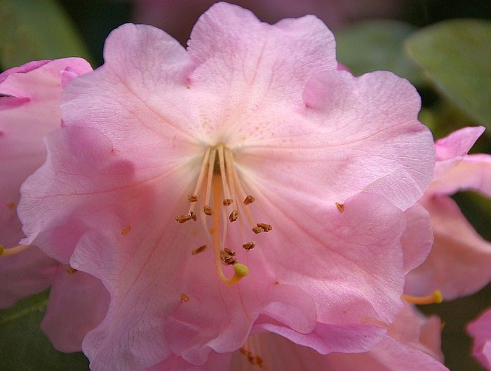 Рододендроновый парк-Westerstede Rhododendronpark. 74368