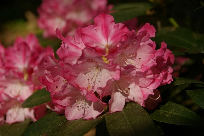Рододендроновый парк-Westerstede Rhododendronpark. 31565