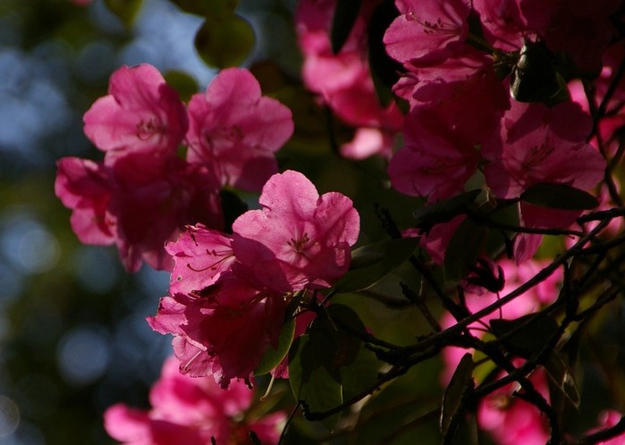 Рододендроновый парк-Westerstede Rhododendronpark. 52886