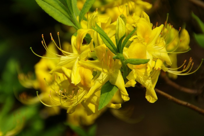 Рододендроновый парк-Westerstede Rhododendronpark. 46638