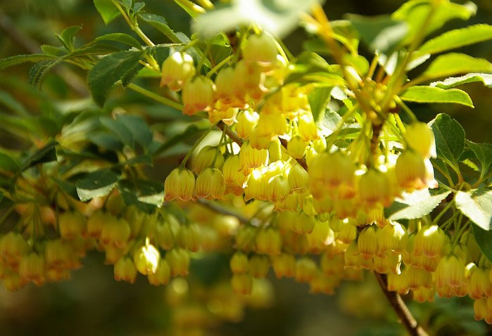 Рододендроновый парк-Westerstede Rhododendronpark. 46947