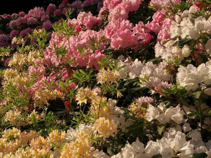 Рододендроновый парк-Westerstede Rhododendronpark. 50807