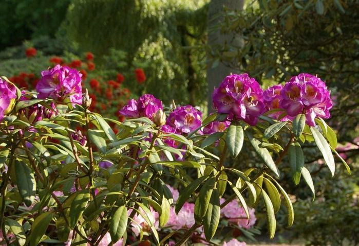 Рододендроновый парк-Westerstede Rhododendronpark. 25284