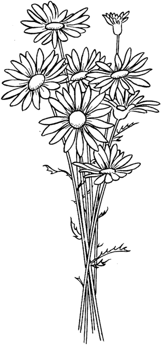 daisy-6-coloring-page (326x700, 50Kb)