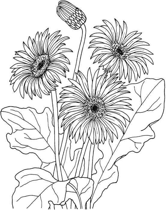 gerbera-coloring-page (553x700, 105Kb)