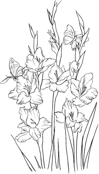 gladiolus-2-coloring-page (397x700, 58Kb)