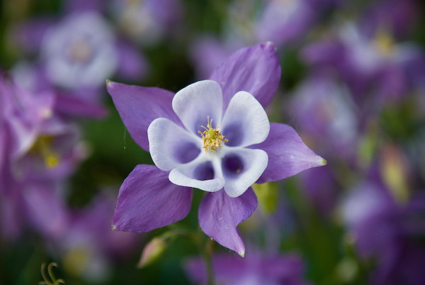 blue-flower-aquilegia (600x402, 50Kb)