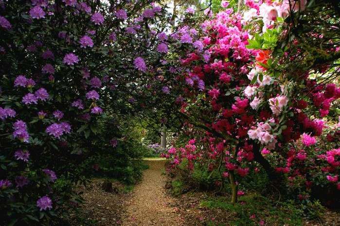 Рододендроновый парк-Westerstede Rhododendronpark. 99068