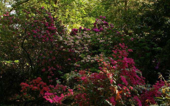 Рододендроновый парк-Westerstede Rhododendronpark. 27021