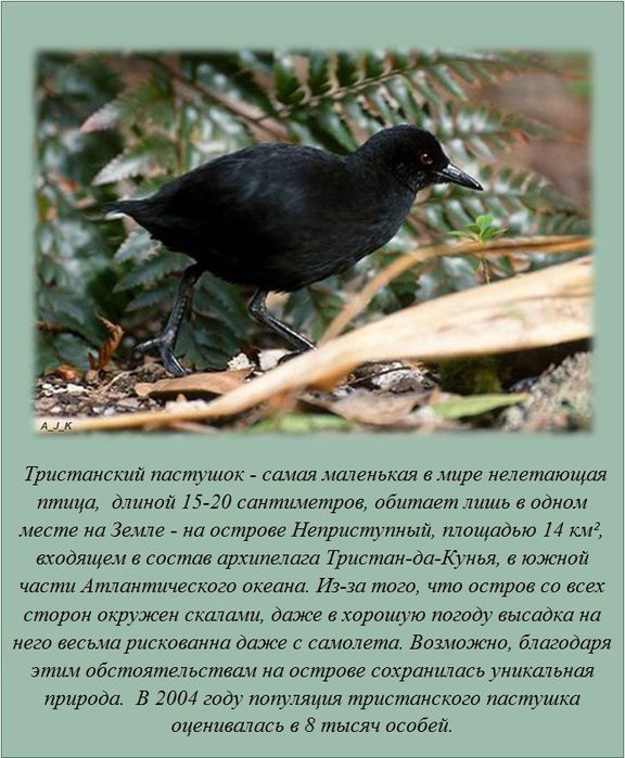 27022013-vsem-interesno-eto-interesno-poznavatelno-kartinki_413746675 (576x700, 83Kb)