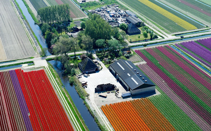Поля тюльпанов в Нидерландах
