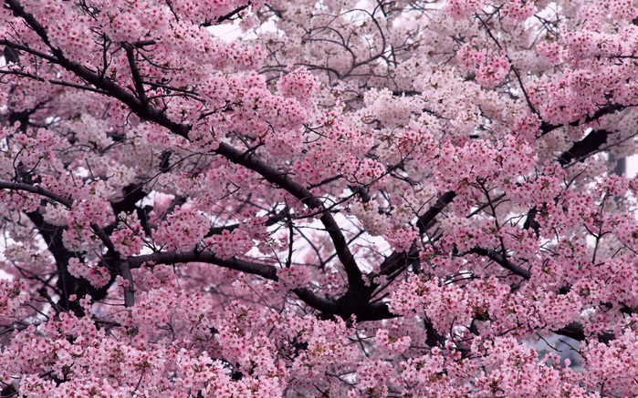 nature_seasons_spring__006335_ (700x437, 160Kb)