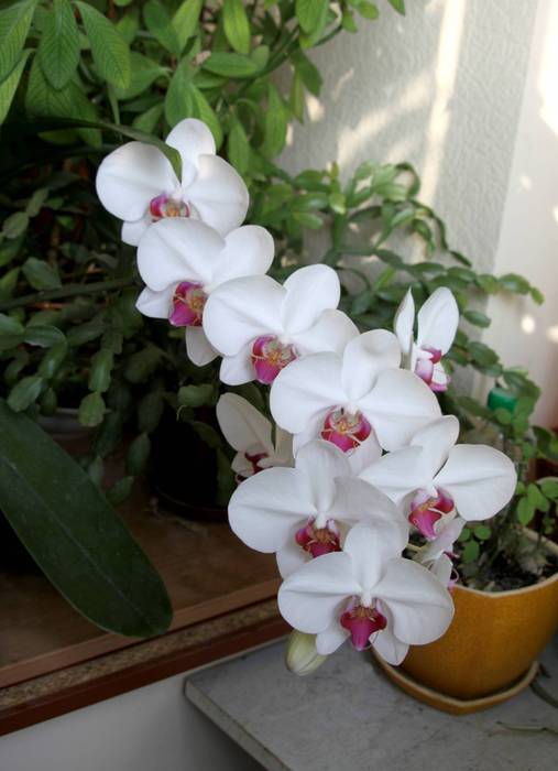 Цветущая-орхидея-1286188324_56 (507x700, 38Kb)