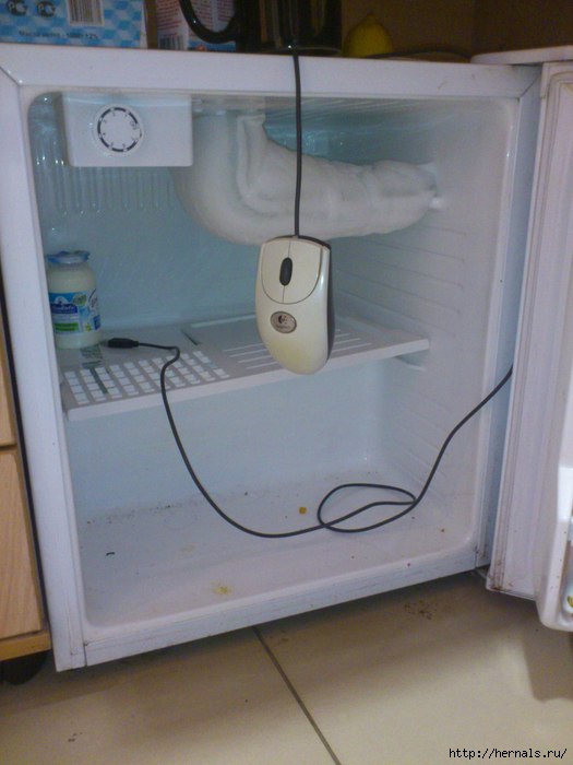 мышь повесилась в холодильнике