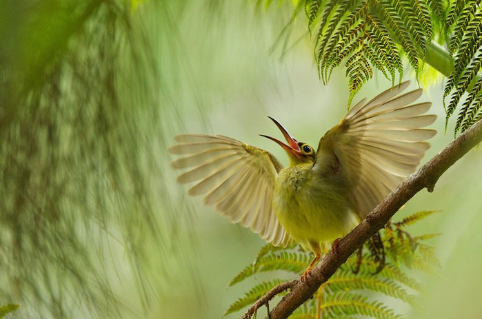 Фотоконкурс Smithsonian magazine