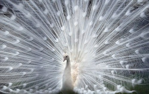 3132812_1361945669_zhivotnyealbinosy5 (500x316, 53Kb)