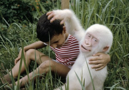3132812_1361945736_zhivotnyealbinosy9 (500x350, 42Kb)