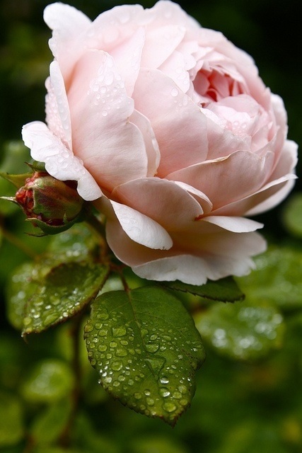 tumblr_mhf71dUZf11rlz6e4o1_500 (427x640, 84Kb)