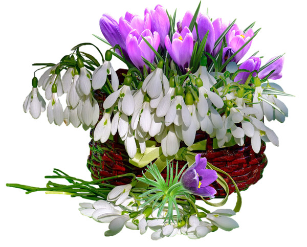 Весенние цветы, сон-трава, тюльпаны, подснежники, весенние букеты - клипарт в формате PNG на прозрачном фоне " Alldaydesing.net