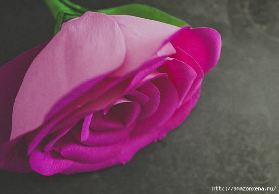 роза из гофрированной бумаги (14) (550x383, 78Kb)