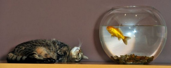 2835299_catandgoldfish03 (600x239, 24Kb)