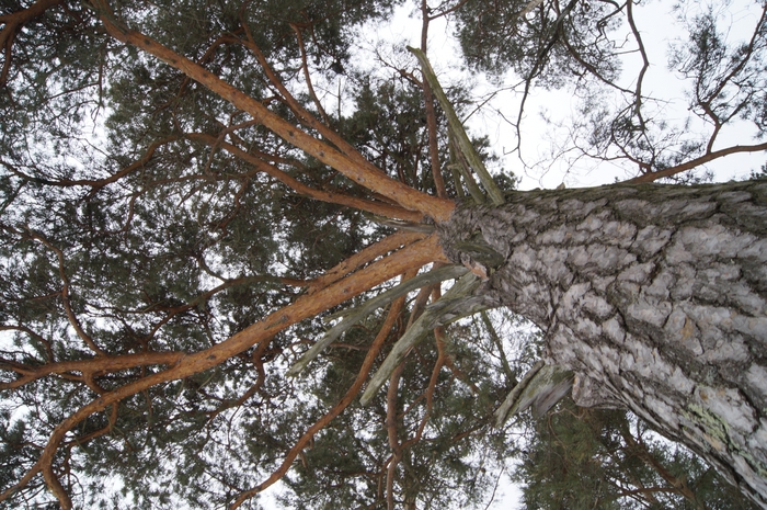 4213829__DSC3138 (700x465, 350Kb)
