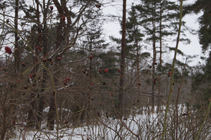 4213829__DSC3141 (700x465, 291Kb)