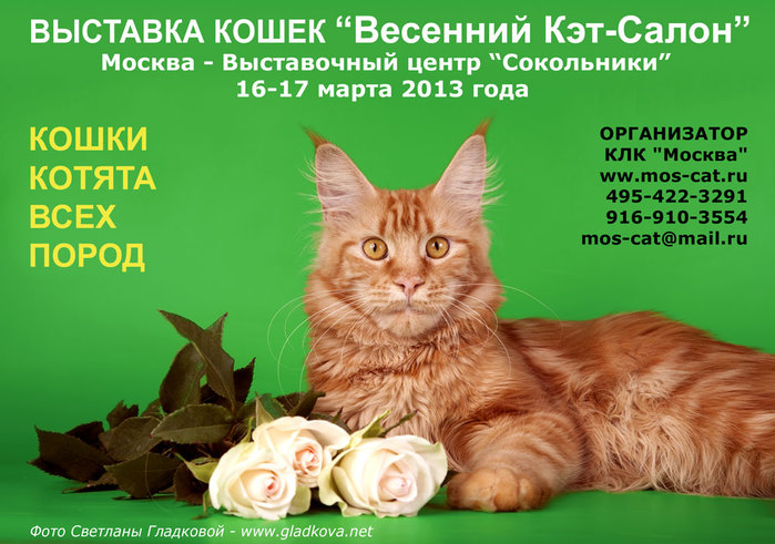 выставка кошек в сокольниках (700x491, 101Kb)