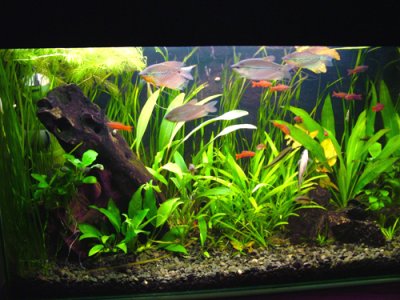 akvarium (400x300, 36Kb)