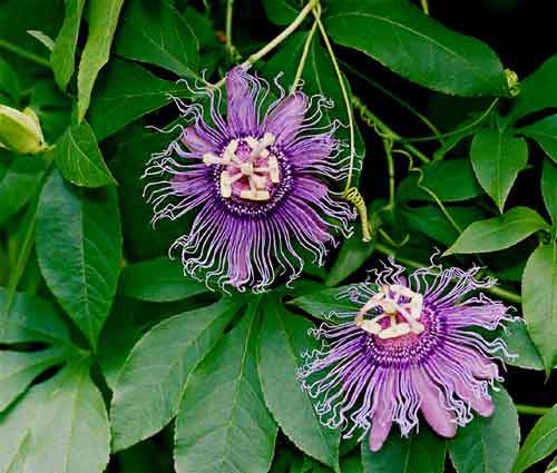 Маракуйя.Пассифлора 98505952_1363108092_071603passiflora_incense2