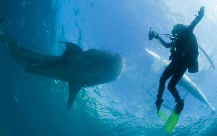 Кормление китовых акул у острова Себу