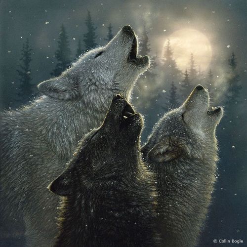 волки