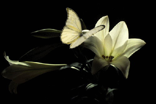 бабочка на лилии анима (500x333, 106Kb)
