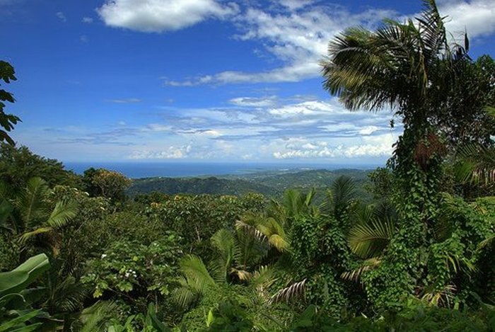 Тропический Лес. Секрет Создания Следующей Силиконовой Долины