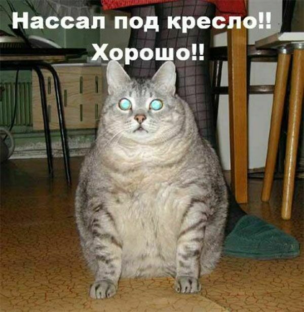 http://img0.liveinternet.ru/images/attach/c/7/98/723/98723806_koshki4106.jpg