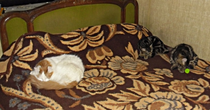 3821971_SAM_2371 (700x367, 155Kb)