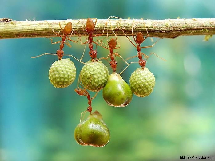 smithsonian-photo-contest-naturalworld-bird-ants-eating-acrobats-eko-adiyanto (700x524, 162Kb)