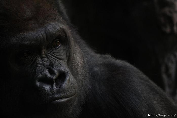 smithsonian-photo-contest-naturalworld-gorilla-portrait-vanessa-bartlett (700x467, 80Kb)