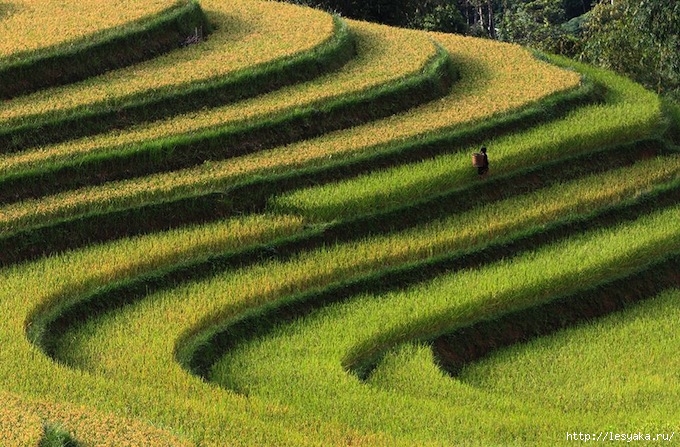 Smithsonian-photo-contest-travel-rice-terrace-vietnam-voanh-kiet (680x447, 316Kb)
