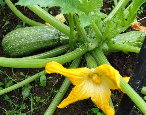 Кабачки: как вырастить хороший урожай