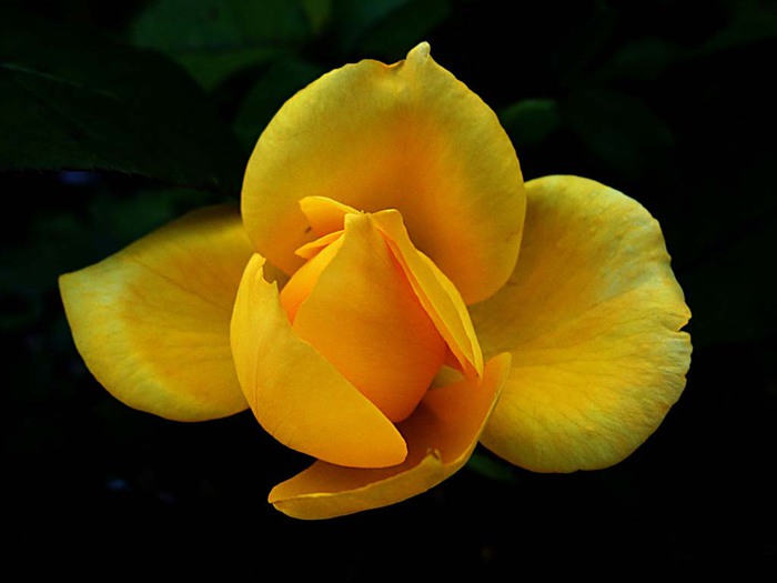 1287679348_rose-15 (700x525, 47Kb)
