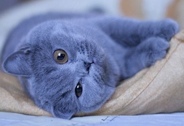 Картинки по запросу кошка голубая