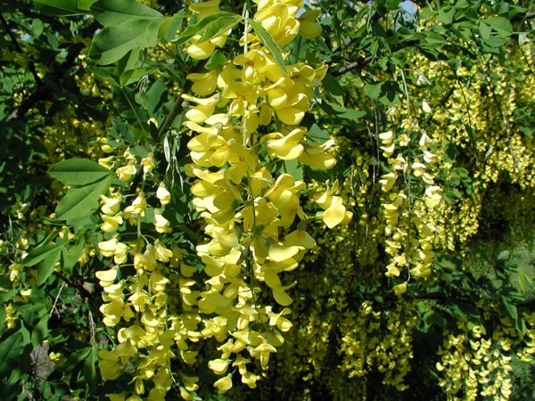 laburnum_anagyroides (600x450, 137Kb)