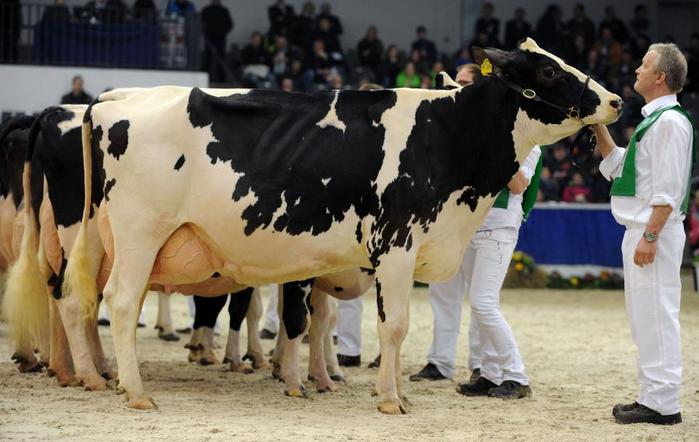 В Германии прошел конкурс красоты среди коров